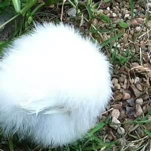 Cutest little cotton ball hiney EVER!