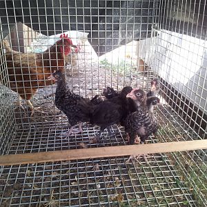 The kids in their new outside house.