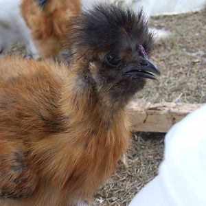 same cockerel but a face view