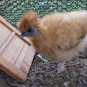 one of my 2 pullets