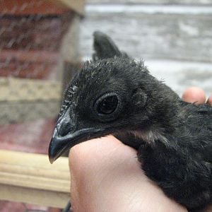 Black Quechua Olmec chick 4 -5 weeks