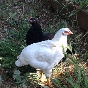 Princess and Jemima as pullets
