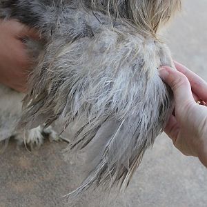 Z-- Right wing
Aug 1, 2012