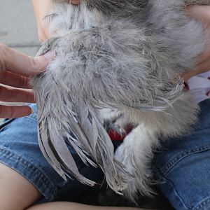 Spock -- Left wing
Aug 1, 2012