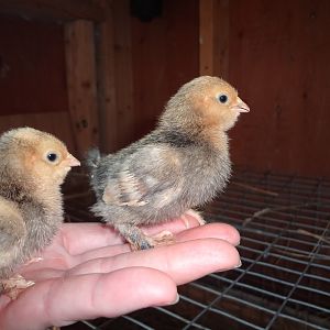 Four days old and these little babies are starting to get their feathers!