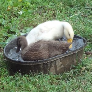 Baby duck having their bath---they sure love to play