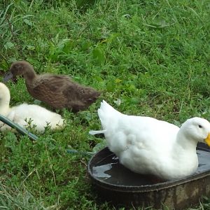 Our ducky with her two babies.   This is one of their recent times free ranging in the yard.  They have been in a run for safety.  Even being outside with them I worry because Ducky's sister was taken from our yard by a fox.