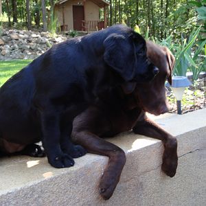 My puppy Dozer choc lab :) & our friends lil black lab Willow Mae!!
