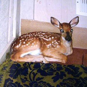 My 2 months old baby deer Ginger :( RIP, we had her for 3 months, I think eventuallly a snake got her outside :( was the awesomest pet EVER!