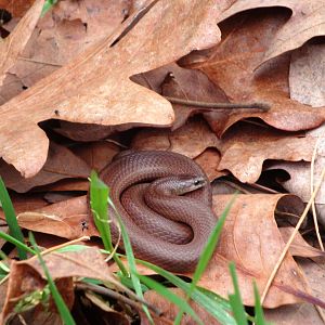 Ever been picking grass & found something like THIS LIL BUGGER!!! I left him alone b/c he wasn't poisonous, lucky....thing...