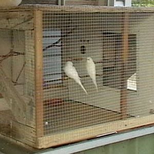 A temporary Aviary for my Samson and Deliah.