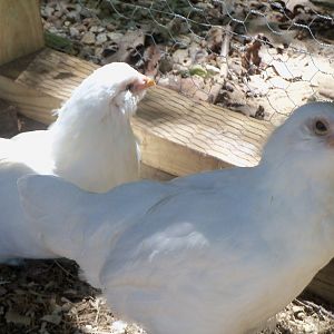 Fauna & Marryweather