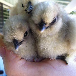 Three Blue Silkie chicks hatched on July 31st.