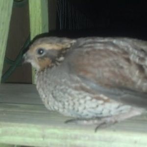 My rescued female quail.