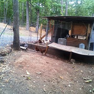 A view of our coop for the 6 full grown hens & run