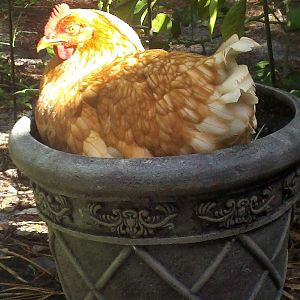 My new plant: a variety of Hens and Chickens called Flowering Minik!