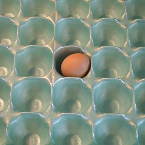 Our baby egg!