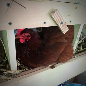 my AWESOME hen kippers--rhode island red