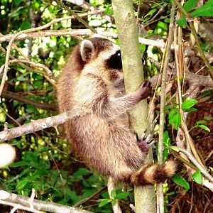 Baby Coony in the tree