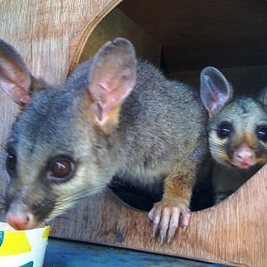 Aussie opossums & baby