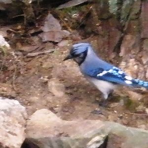 Annoying bluejay, we have TONS