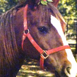 My old quarter horse Sunshine