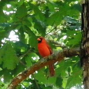 Pretty cardinal