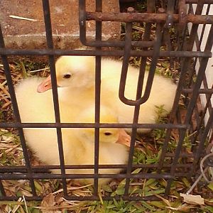 White Chinese goslings, a week old
