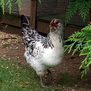 Foxglove - almost a year old Easter Egger pullet