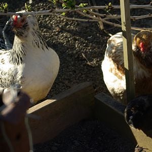 Foxglove - almost a year old Easter Egger pullet
Caramel - year old Easter Egger hen