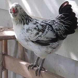 Foxglove - almost a year old Easter Egger pullet