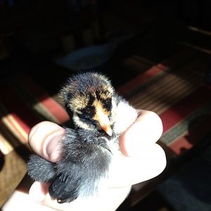 Gold Nugget, our new Gold-Laced Wyandotte, who was 2 or 3 days old when we got her!  Now she is 5 or 6 days old!