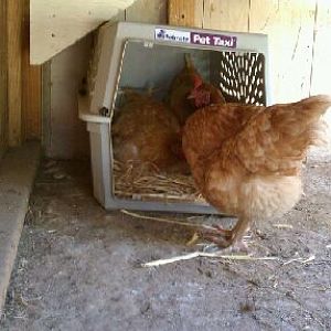 Connie, coming to investigate.