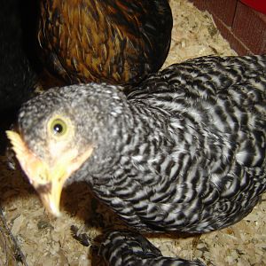 White-eyes Barred Plymouth Rock