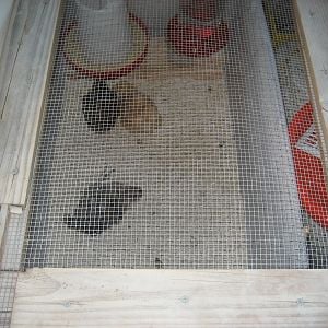 Chicks finally in the outside brooder