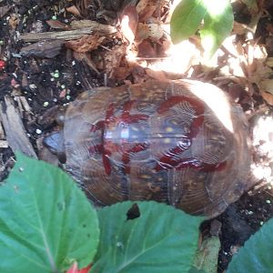 #2 turtle :) in our flowerbed