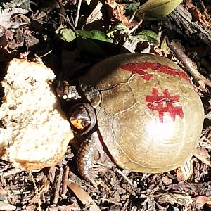 #1 turtle :) eatin his bread