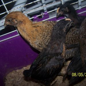These are all chicks