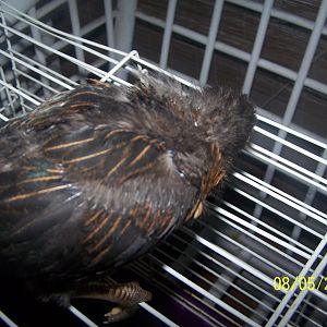 twilight's back she is gonna look like feathers yay 2 weeks old
