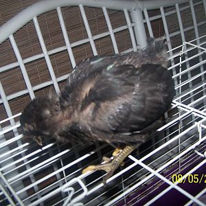 stardust gonna be all black and look like feathers deceased sister cheap cheap she is 2 weeks old