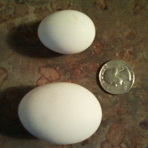 2 pullet eggs- The top egg is close to the size of a pigeon egg.