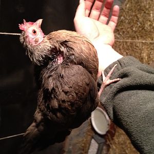 Cricket, my Silver Duckwing OEG Hen.