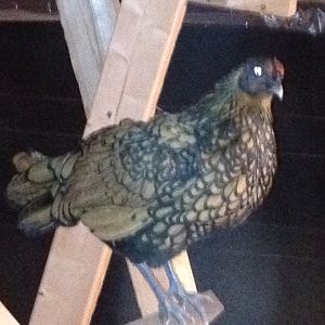 Gypsy- My Golden Laced Sebright Hen... very skittish