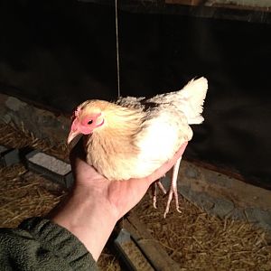 Hazel- My Gold Pyle OEG Hen... This bantie is daddys' little girl!