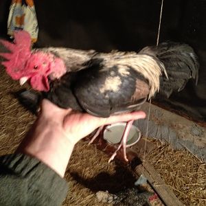 Nibbles- I gave him away to a new home so he could have his own harem.  The lady that took him ended up being a fruitloop and used a kiddie pool as a h2o trough for her chickens.  He fell in and drown 2 days after he got there.  
  It still bothers me to this day.
