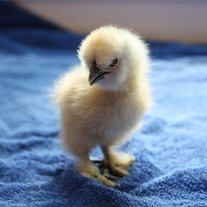 Angel - White Silkie