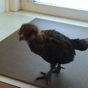 Bella - Bantam EE - 3 1/2 weeks