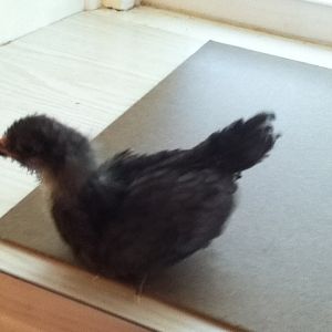 Gracie - Bantam EE - 3 1/2 weeks