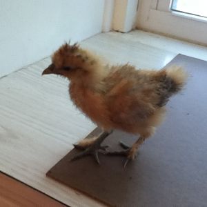 Aphrodite - Buff Silkie - 3 1/2 weeks