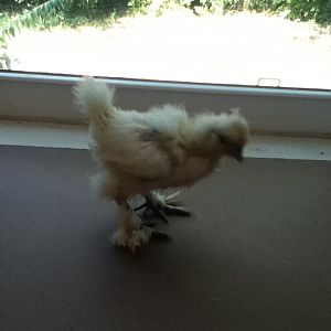 Angel - White Silkie - 3 1/2 weeks